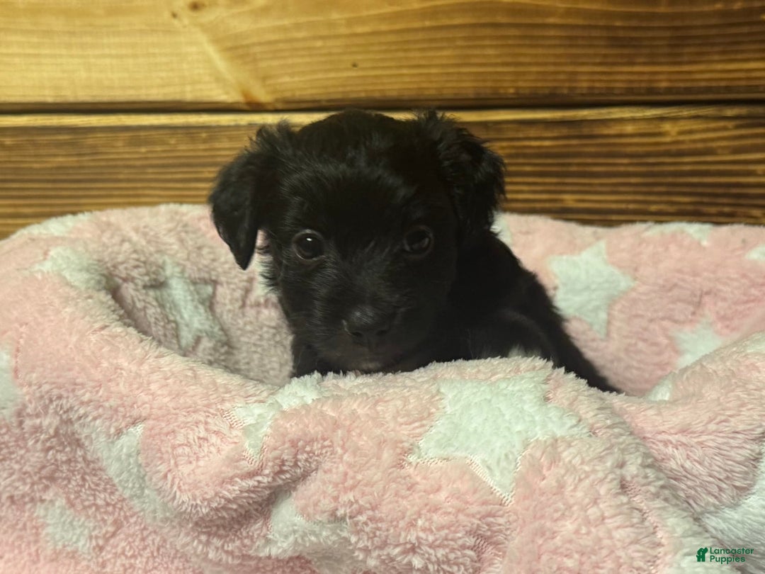 Mini Aussiedoodle dogs for sale: Ninja - Image 2