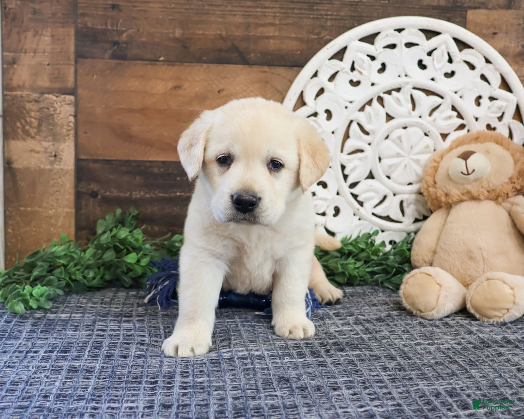Labrador Retriever dogs for sale: Roman - Image 3