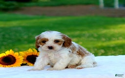 Cavapoo dogs for sale: Megan - Image 3