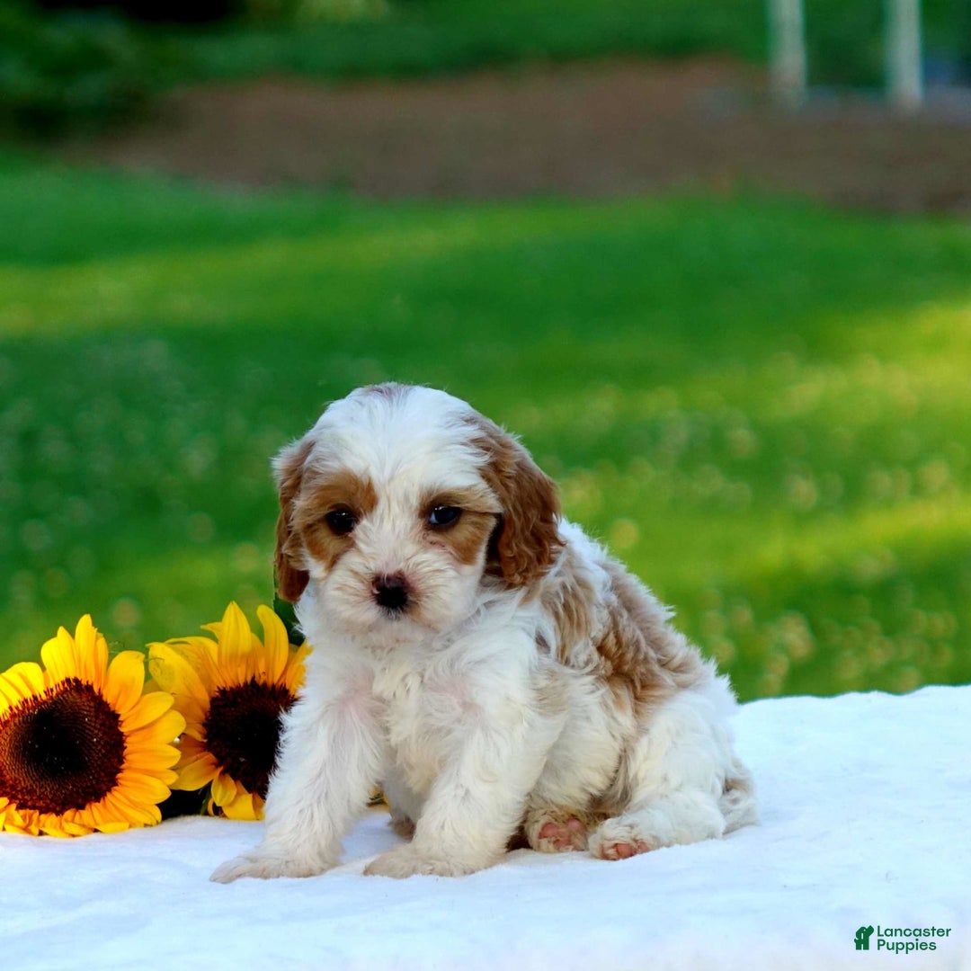 Cavapoo dogs for sale: Megan - Image 3