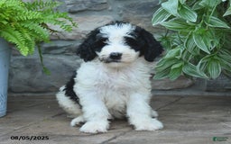 Bernedoodle dogs for sale: Julia - Image 3