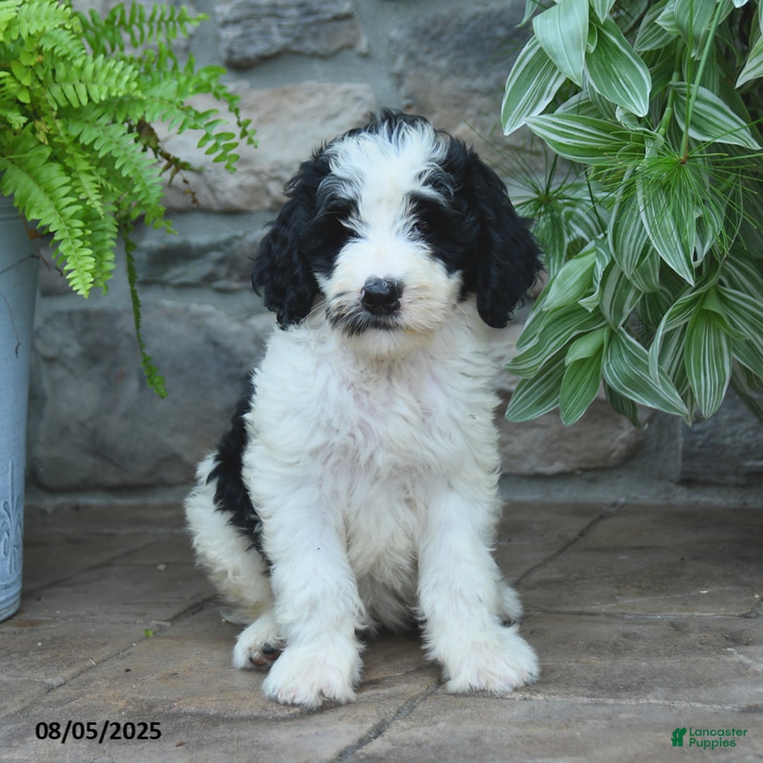 Bernedoodle dogs for sale: Julia - Image 3
