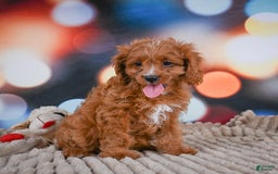 Cavapoo dogs for sale: Phoebe - Image 2