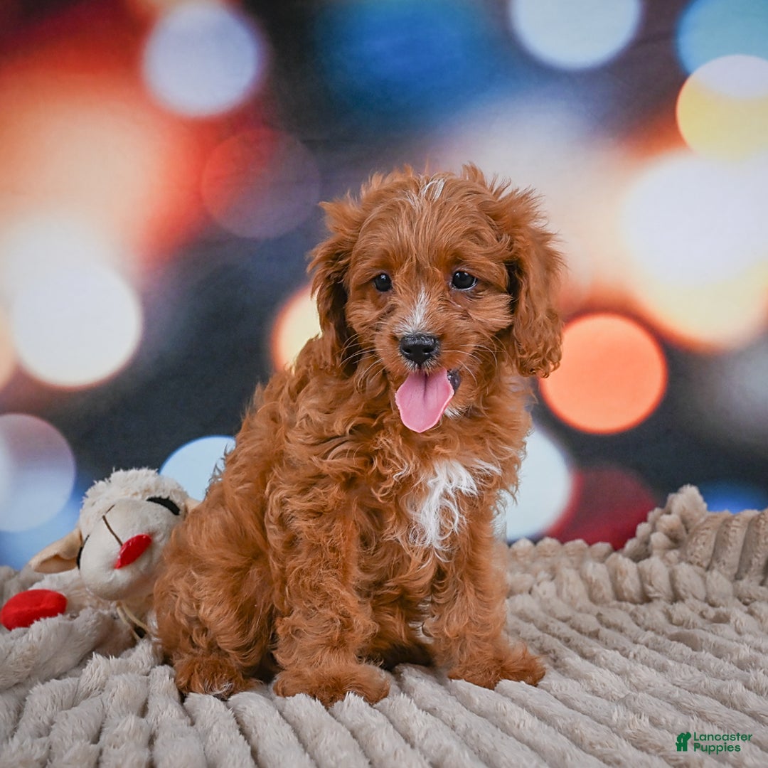 Cavapoo dogs for sale: Phoebe - Image 2