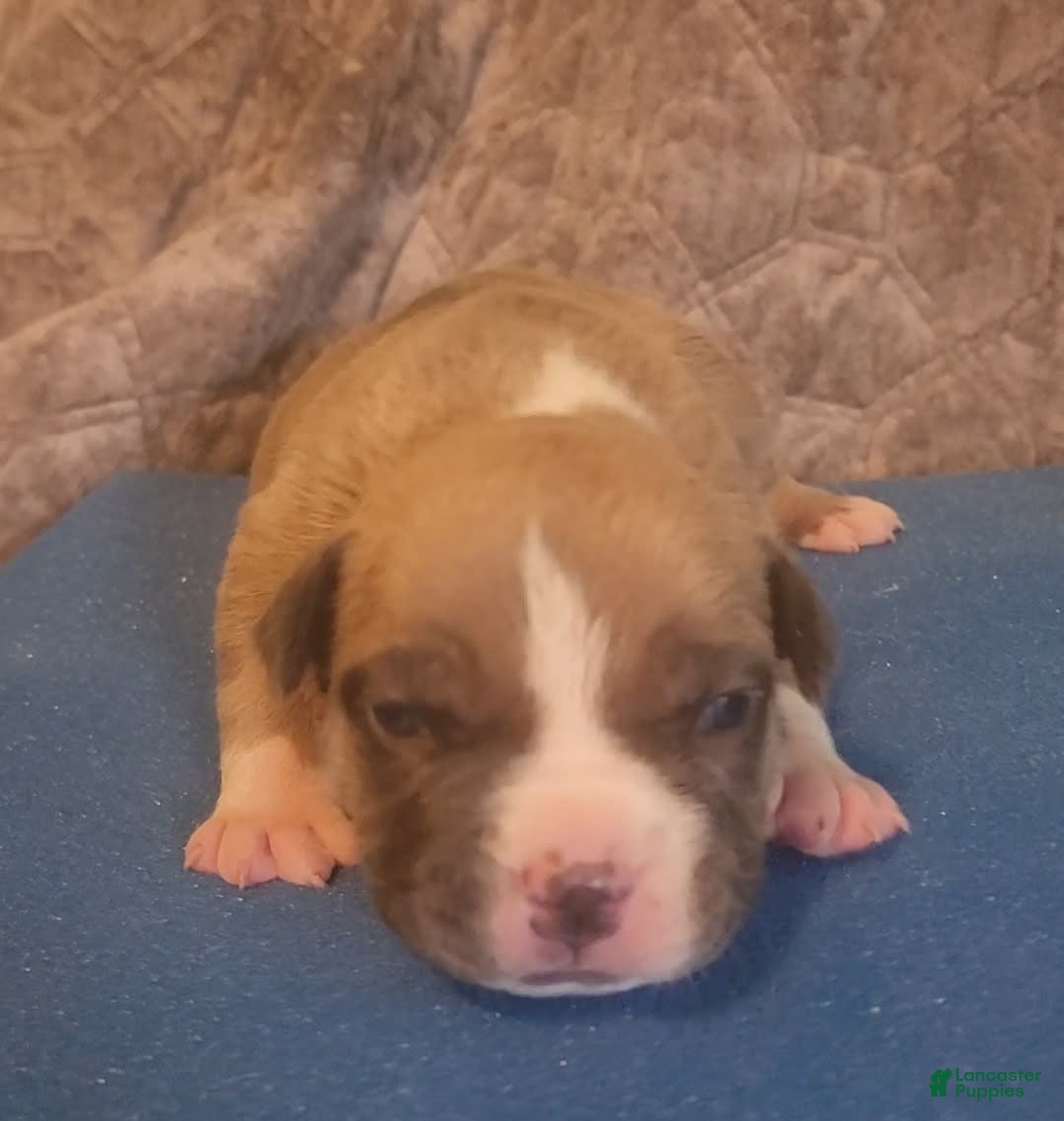 American Bully dogs for sale: National Champion Jack - Image 2