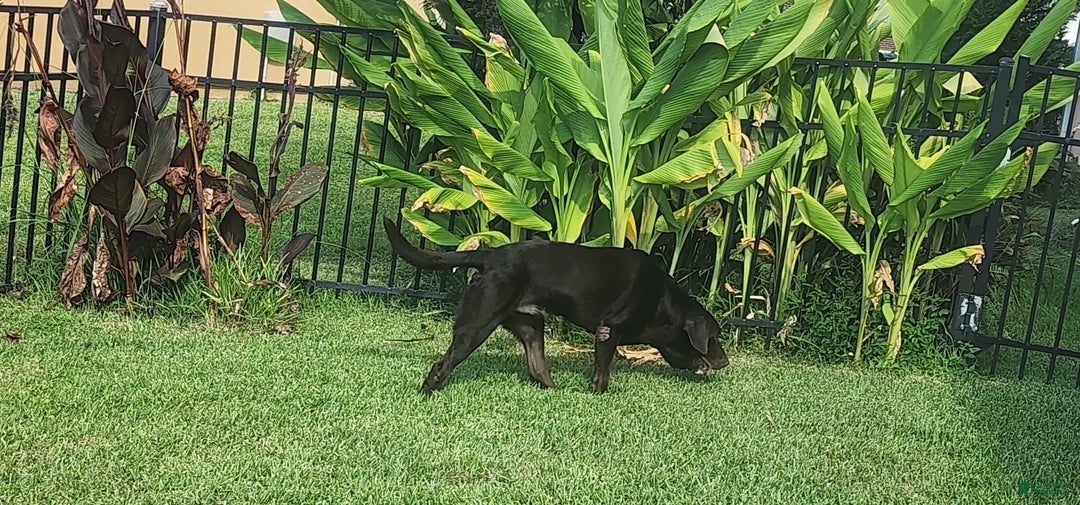 Labrador Retriever dogs for sale: Jan - Image 9