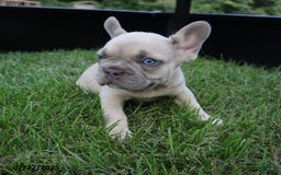 French Bulldog dogs for sale: Billy - Image 1