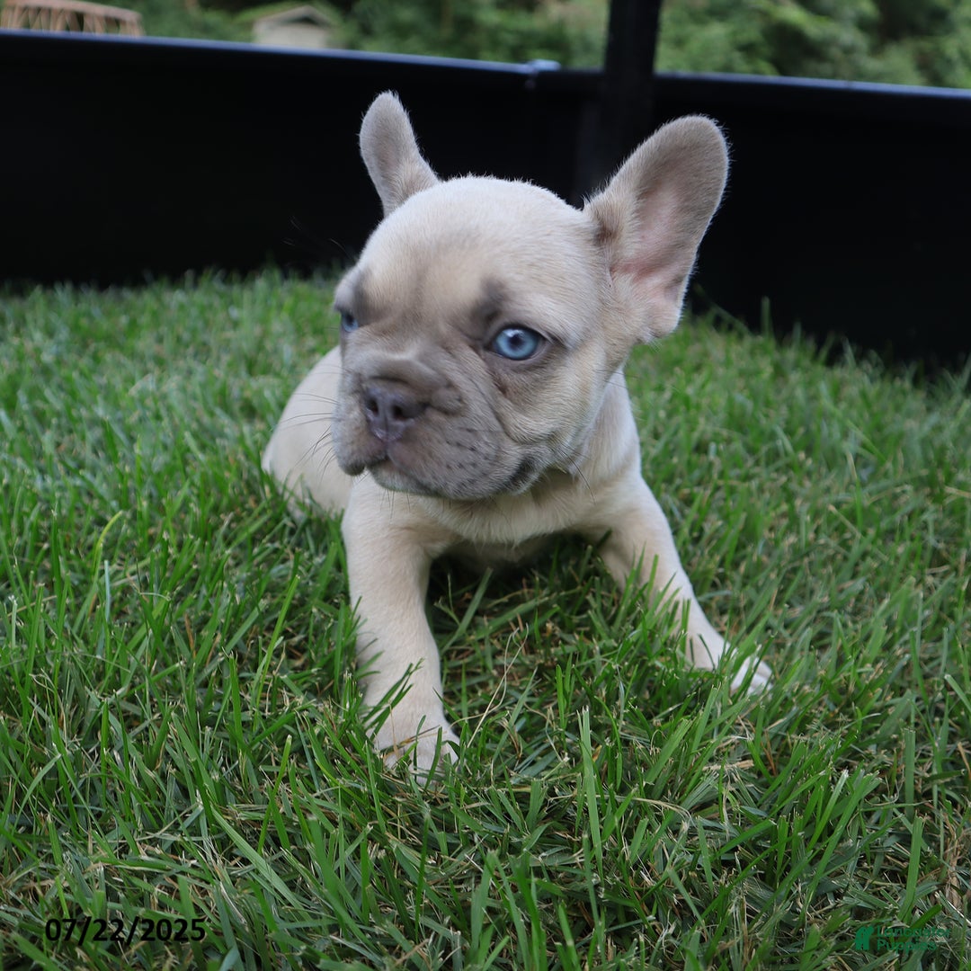 French Bulldog dogs for sale: Billy - Image 1