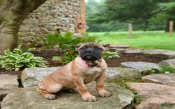 Cane Corso dogs for sale: Tessa - Image 1