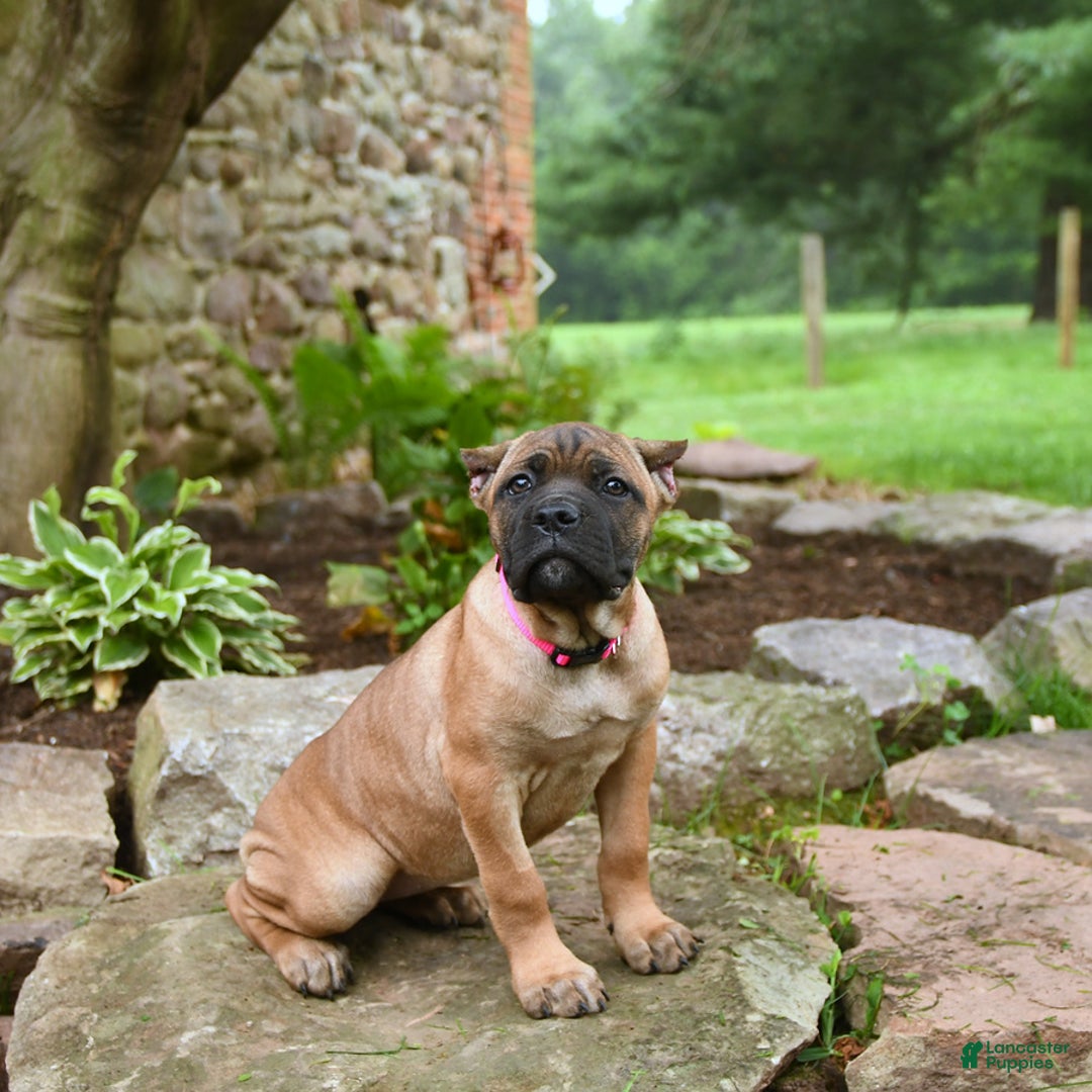 Cane Corso dogs for sale: Tessa - Image 1