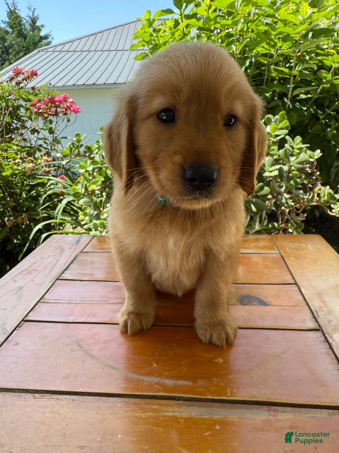 Golden Retriever dogs for sale: Lexi - Image 11