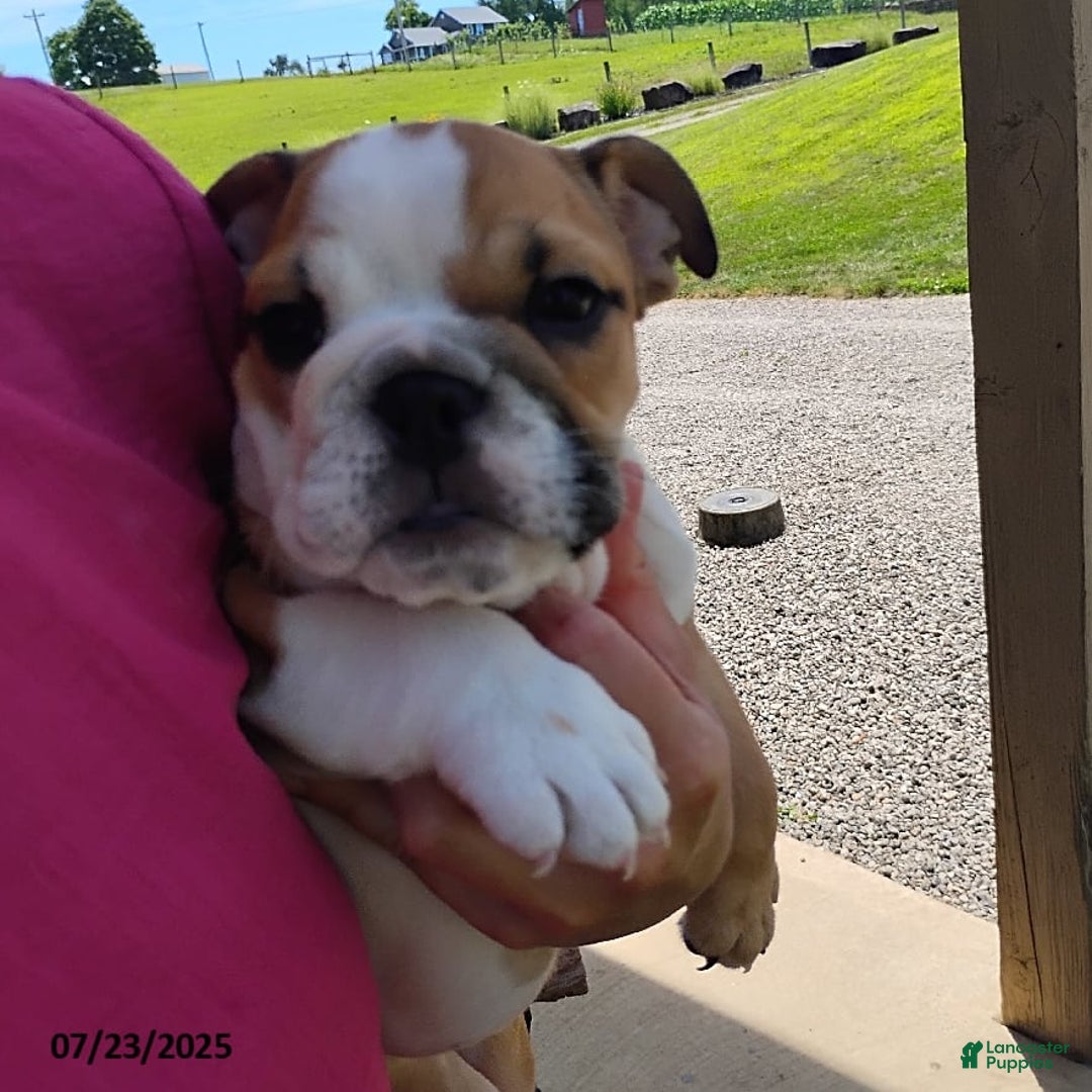 English Bulldog dogs for sale: Reba - Image 12