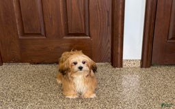 Lhasa Apso dogs for sale: Cora - Image 4