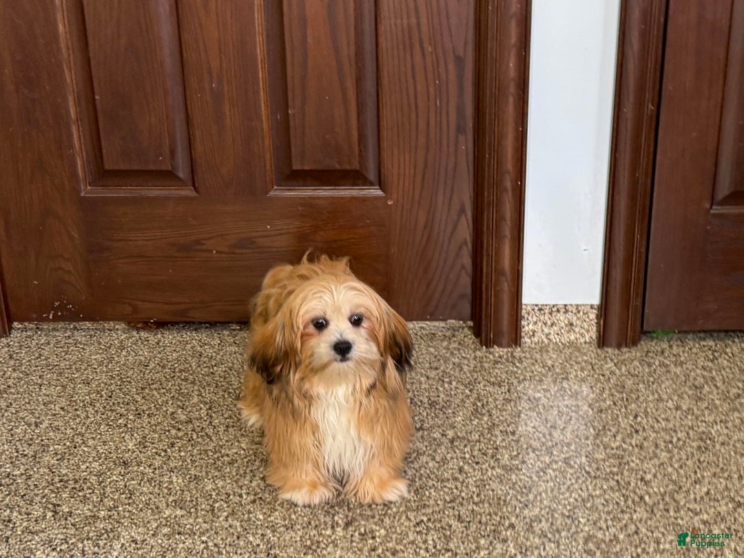 Lhasa Apso dogs for sale: Cora - Image 4