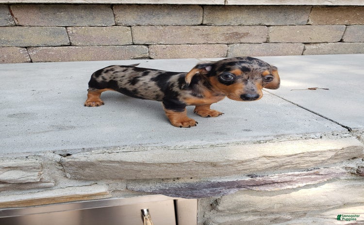Miniature Dachshund dogs for sale - Ad 2