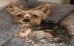 Yorkshire Terrier dogs for sale: Tiny Tim - Image 6