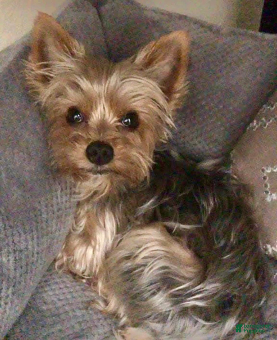 Yorkshire Terrier dogs for sale: Tiny Tim - Image 6