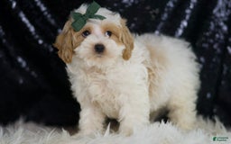 Maltipoo dogs for sale: Aladdin - Image 6