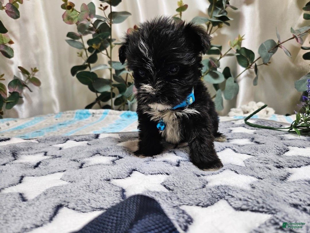 Morkie dogs for sale: Dusty - Image 1