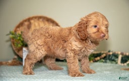 Mini Goldendoodle dogs for sale: Sophie - Image 4