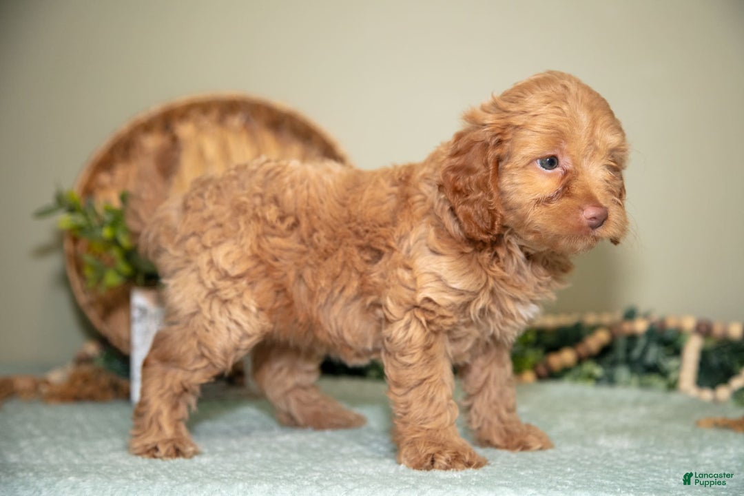 Mini Goldendoodle dogs for sale: Sophie - Image 4