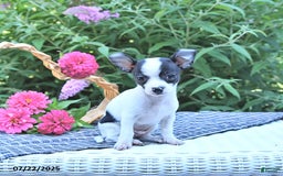 Chihuahua dogs for sale: Brewster - Image 4