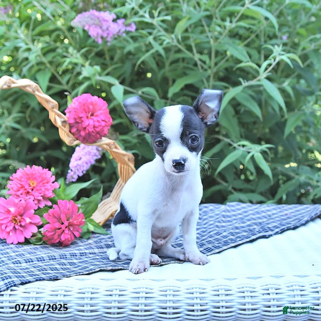 Chihuahua dogs for sale: Brewster - Image 4