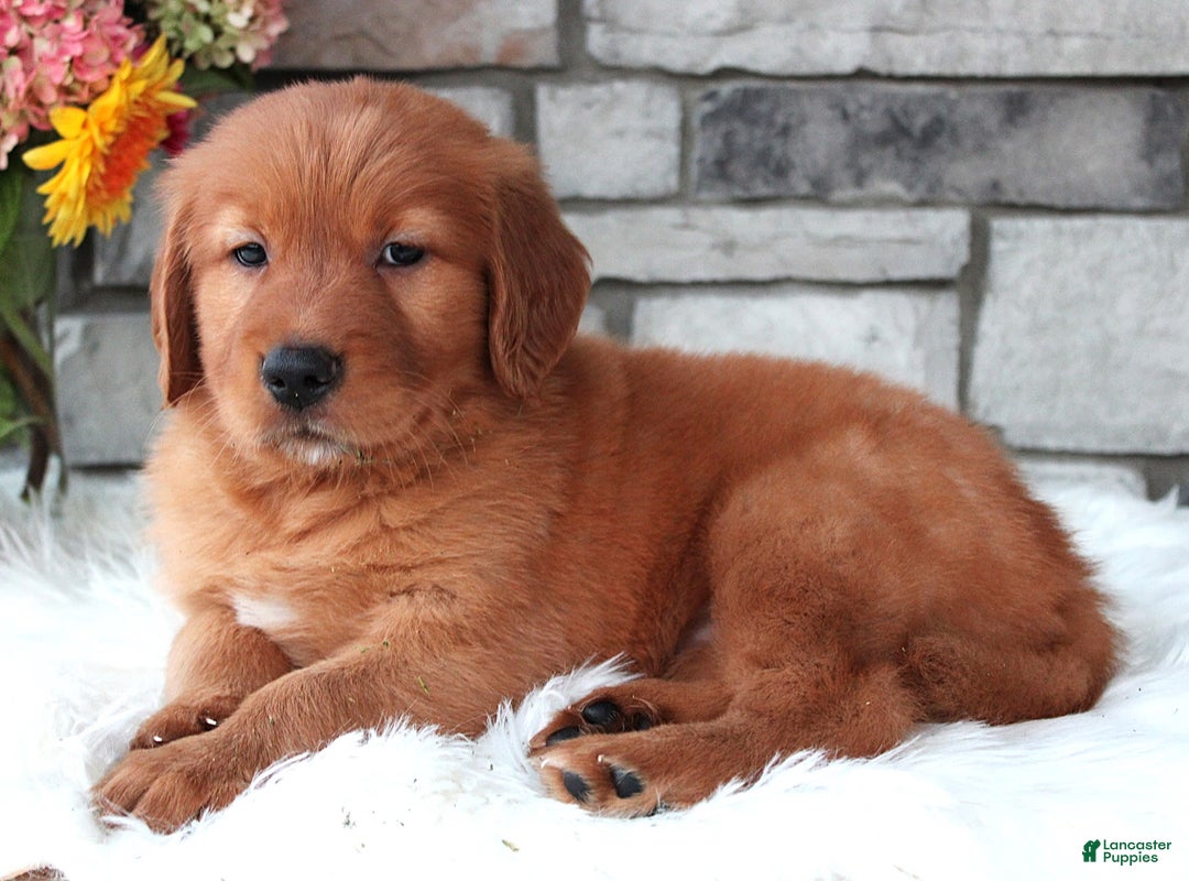 Golden Retriever dogs for sale: Hunter - Image 3