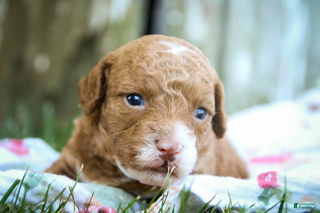 Miniature Poodle dogs for sale: Miniature Poodle 4 puppies - Image 20