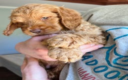 Goldendoodle dogs for sale: Goldendoodle 3 puppies - Image 1