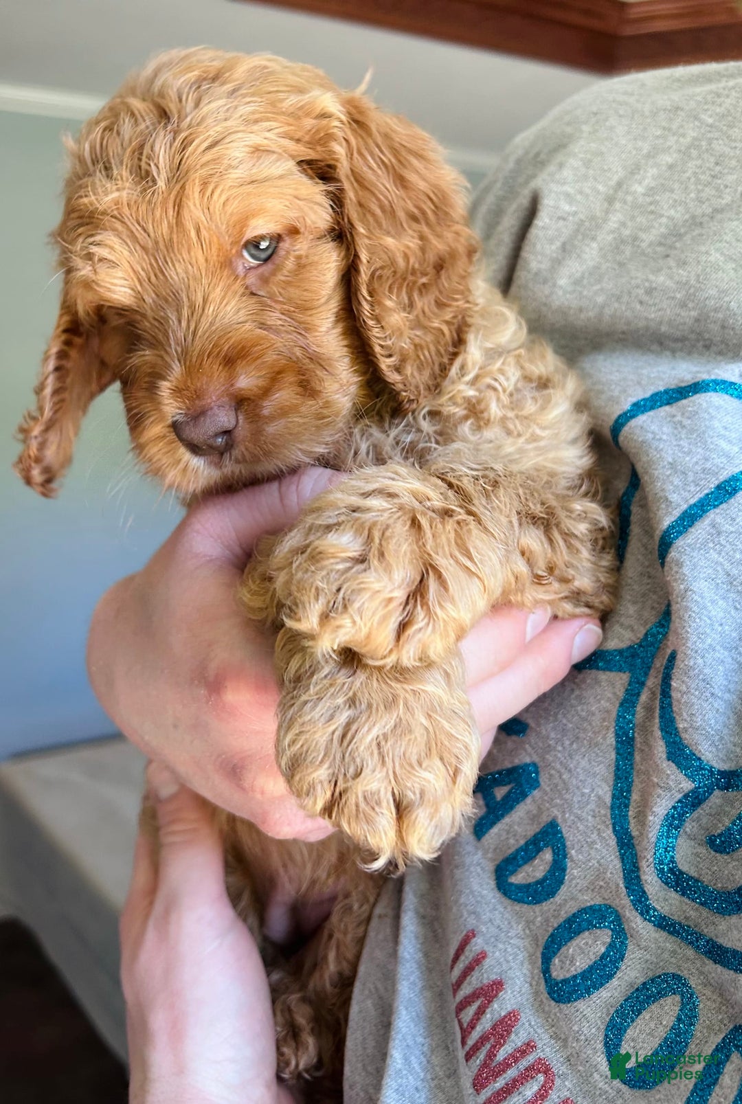 Goldendoodle dogs for sale: Goldendoodle 3 puppies - Image 1