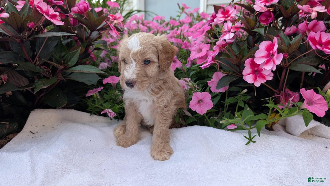 Mini Aussiedoodle dogs for sale: Roscoe - Image 13