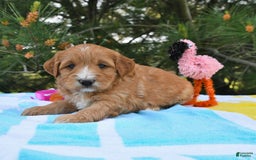 Mini Goldendoodle dogs for sale: Dancer - Image 22