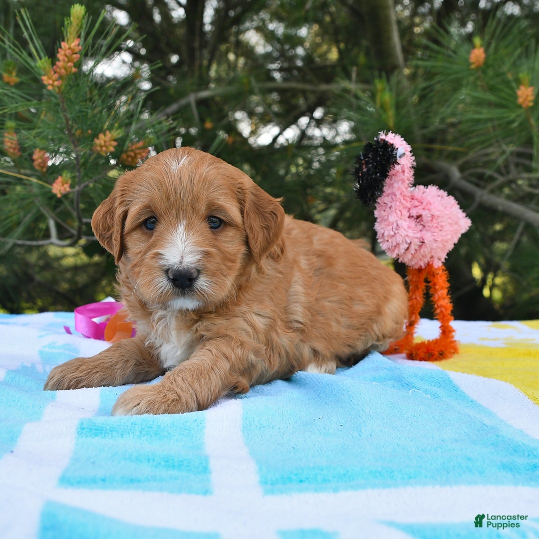 Mini Goldendoodle dogs for sale: Dancer - Image 22