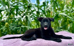 German Shepherd dogs for sale: Ember - Image 2