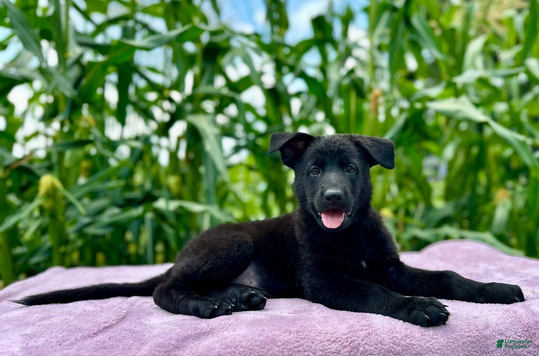 German Shepherd dogs for sale: Ember - Image 2