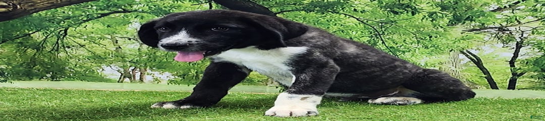 Akc Dusty 2025 Male 2