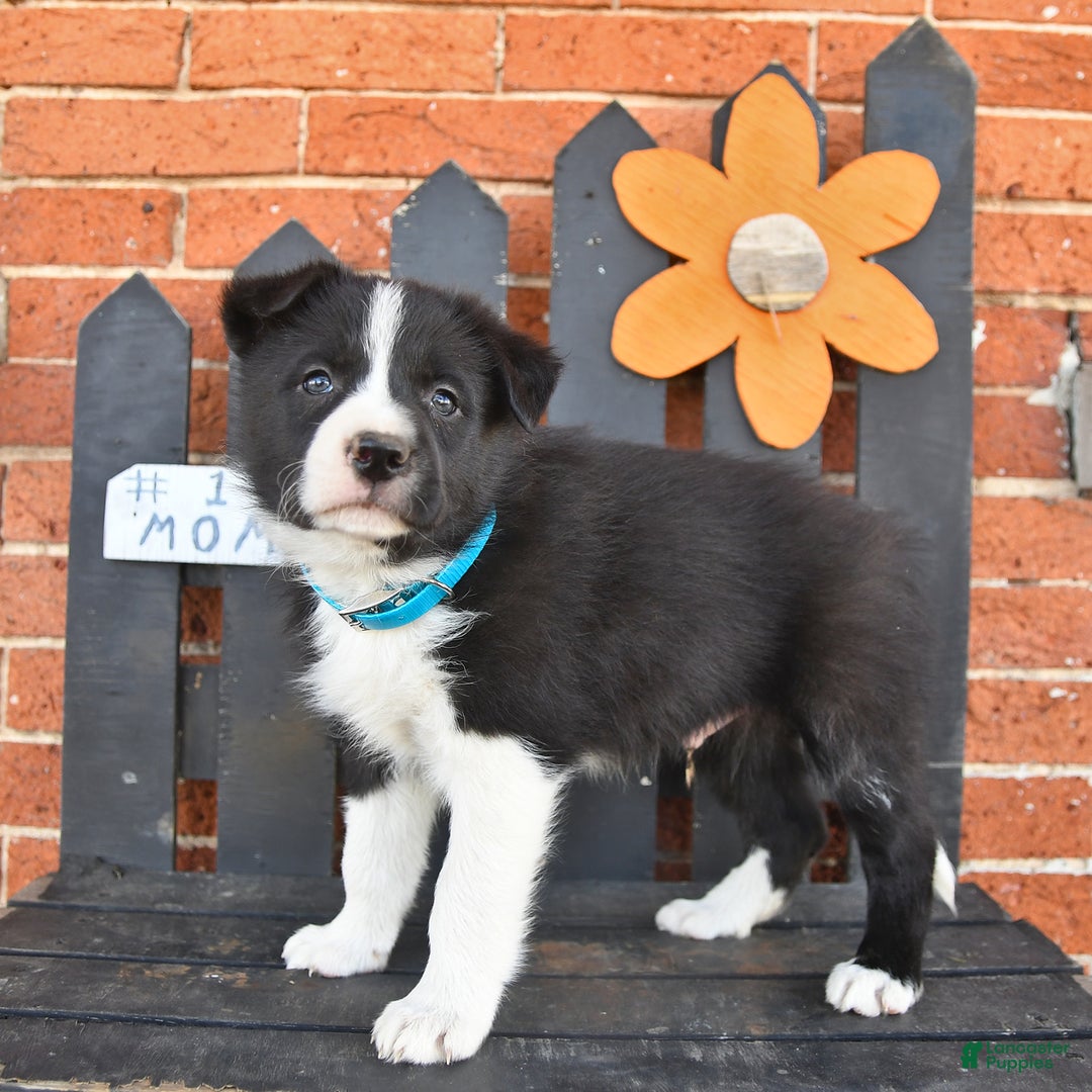 Border Collie dogs for sale: Chester - Image 1