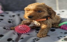 Cockapoo dogs for sale: Sonia - Image 1