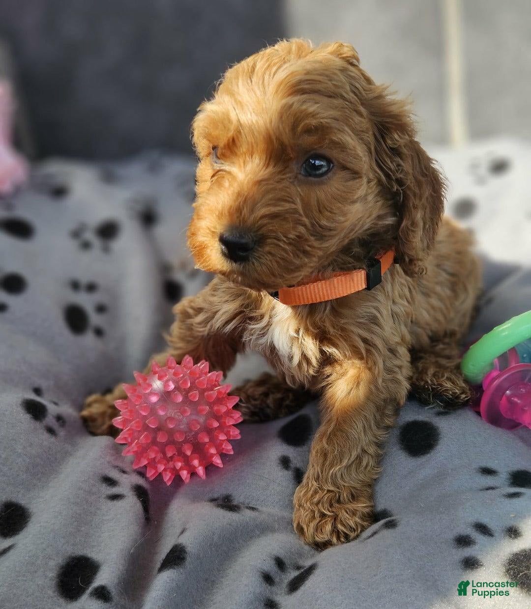 Cockapoo dogs for sale: Sonia - Image 1