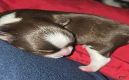 Chihuahua dogs for sale: Long Hair Chocolate/white Boy - Image 1