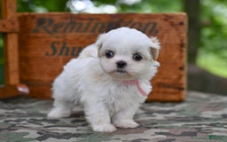 Shih Tzu dogs for sale: Rover - Image 3
