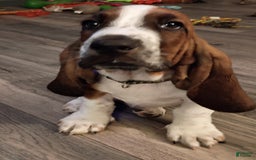 Basset Hound dogs for sale: Sheriff - Image 2