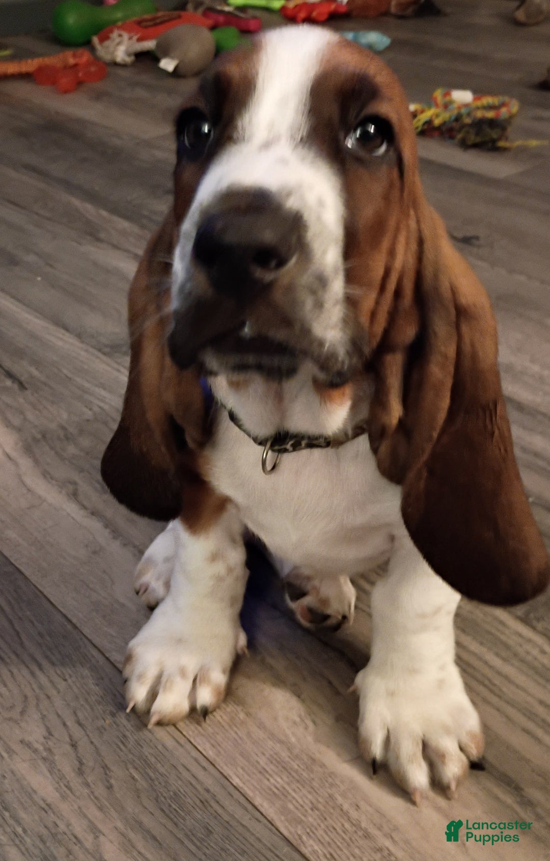 Basset Hound dogs for sale: Sheriff - Image 2