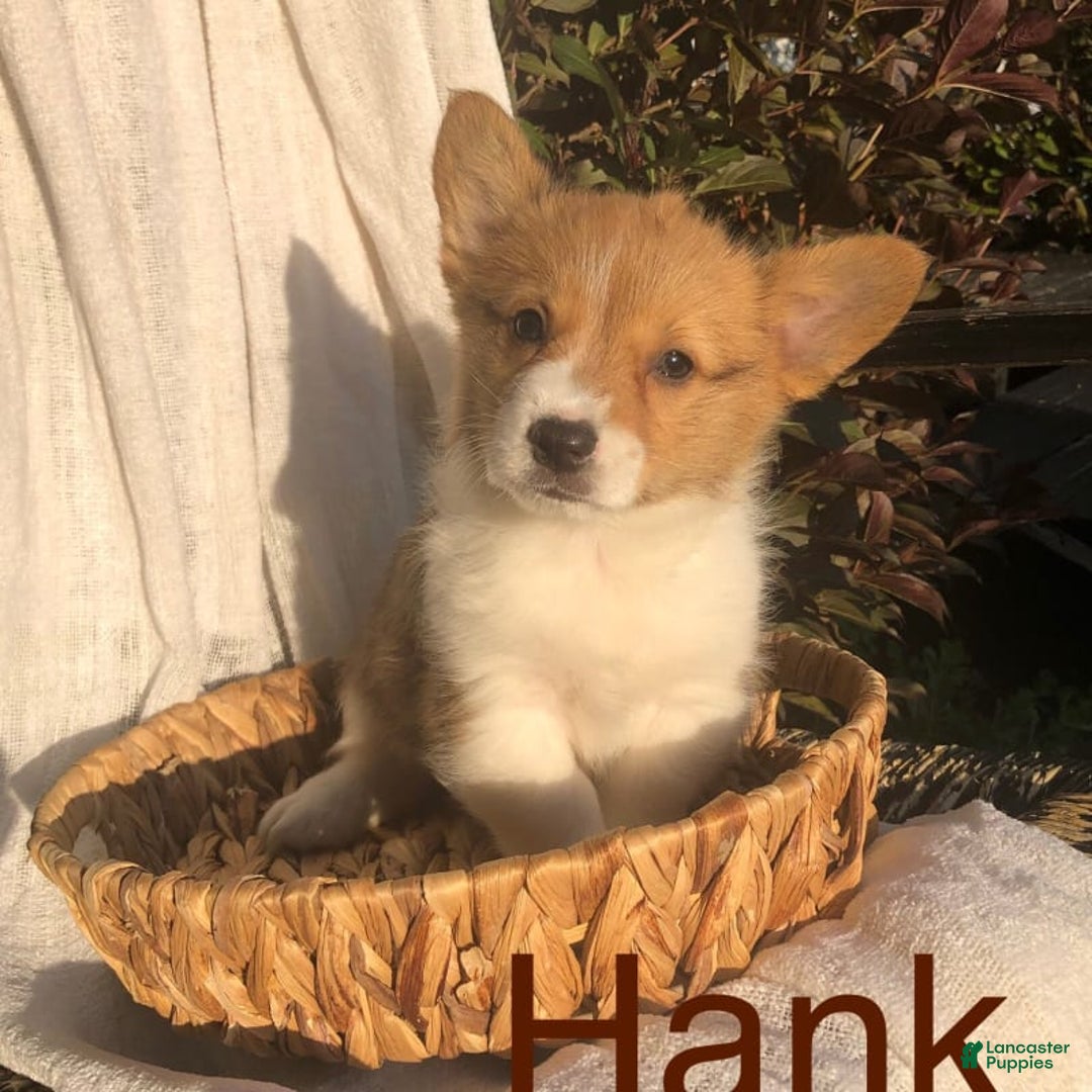 Welsh Corgi Pembroke dogs for sale: Hank - Image 13