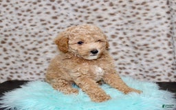 Miniature Poodle dogs for sale: Charles - Image 3