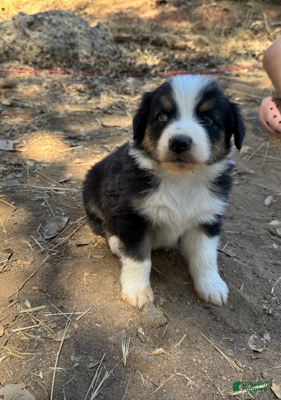 Australian Shepherd dogs for sale: Orange Collar - Image 4