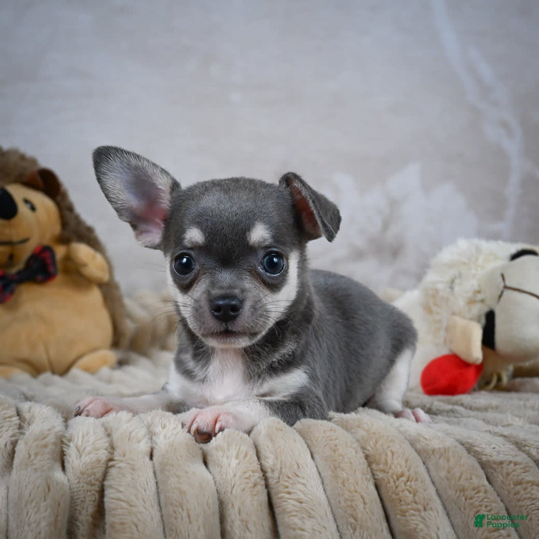 Chihuahua dogs for sale: Samuel - Image 6