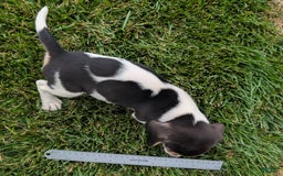 Beagle dogs for sale: Chocolate - Image 2