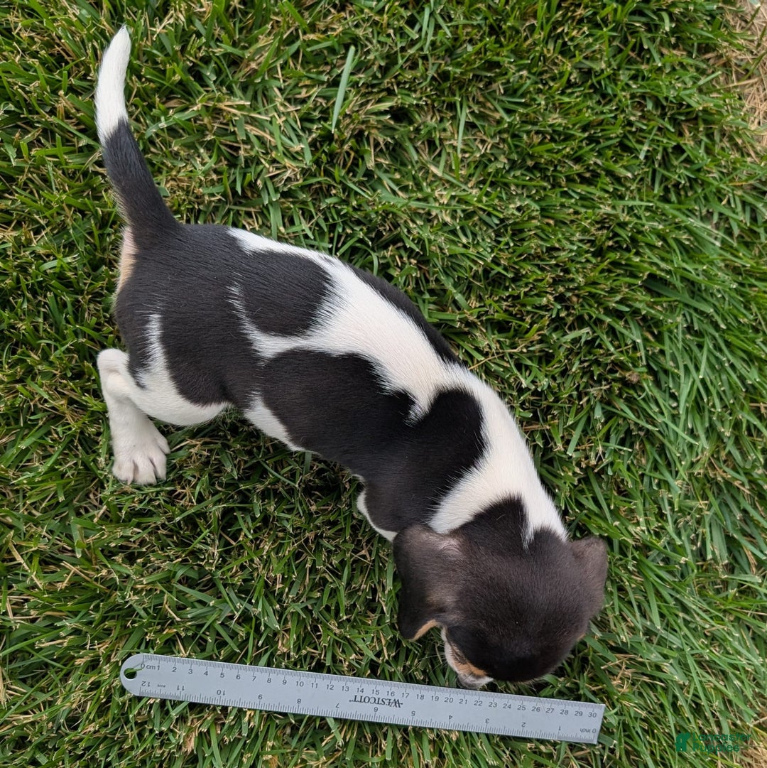Beagle dogs for sale: Chocolate - Image 2
